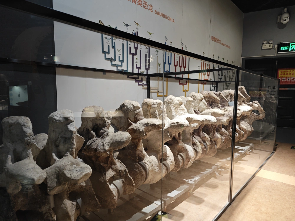 河南自然博物馆：重返恐龙时代，倾听化石声音