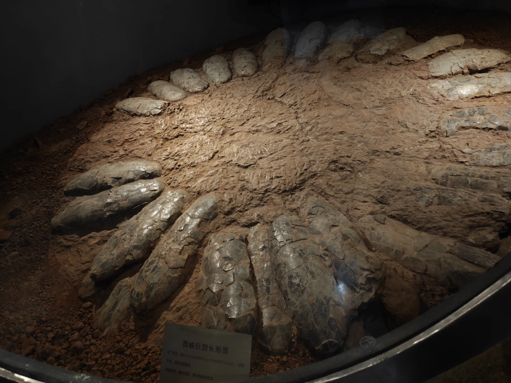 河南自然博物馆：重返恐龙时代，倾听化石声音