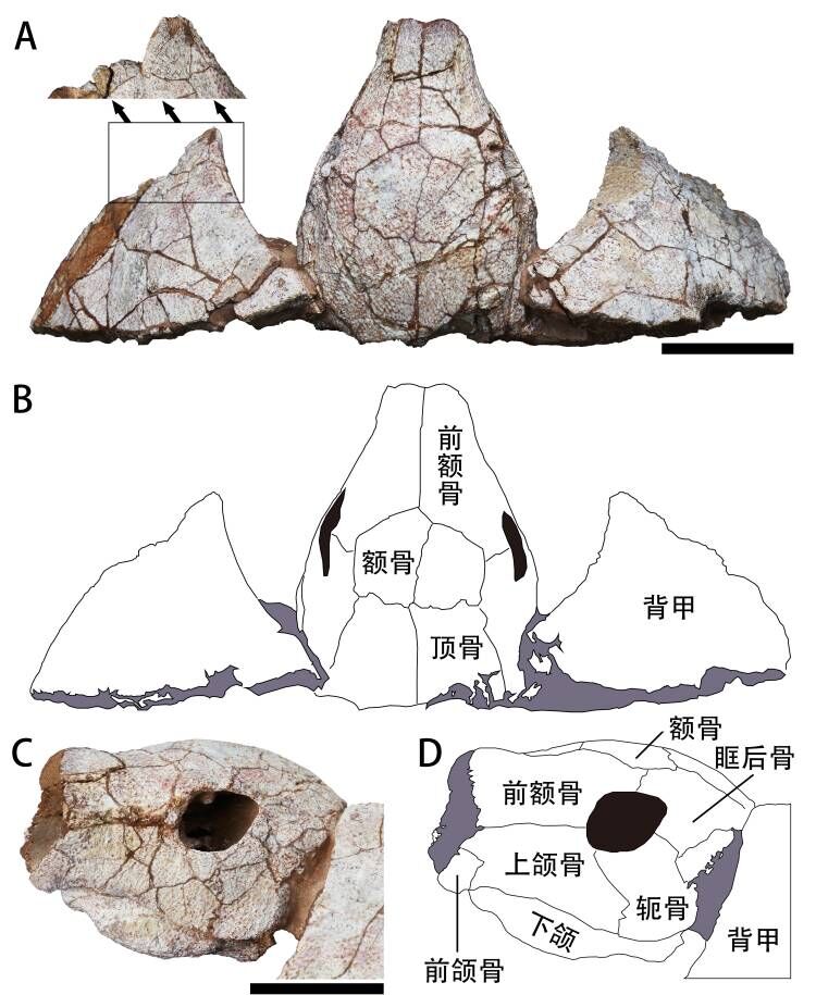 南雄盆地大凤组发现一亿年前白垩纪晚期的大型龟鳖类化石——杨氏南雄龟