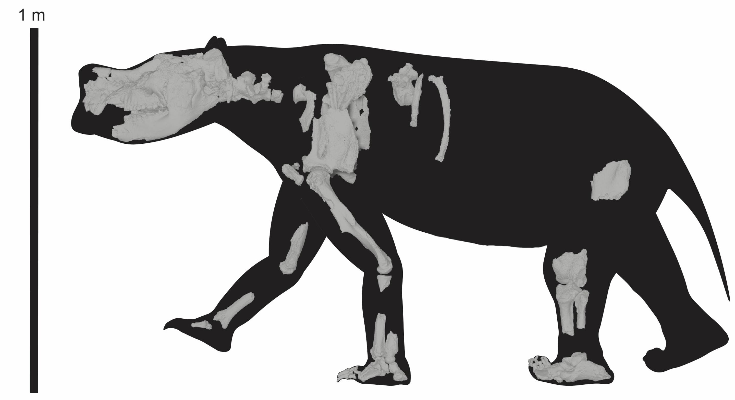 Diprotodon（双门齿兽属）的祖先 拥有大平足的有袋动物