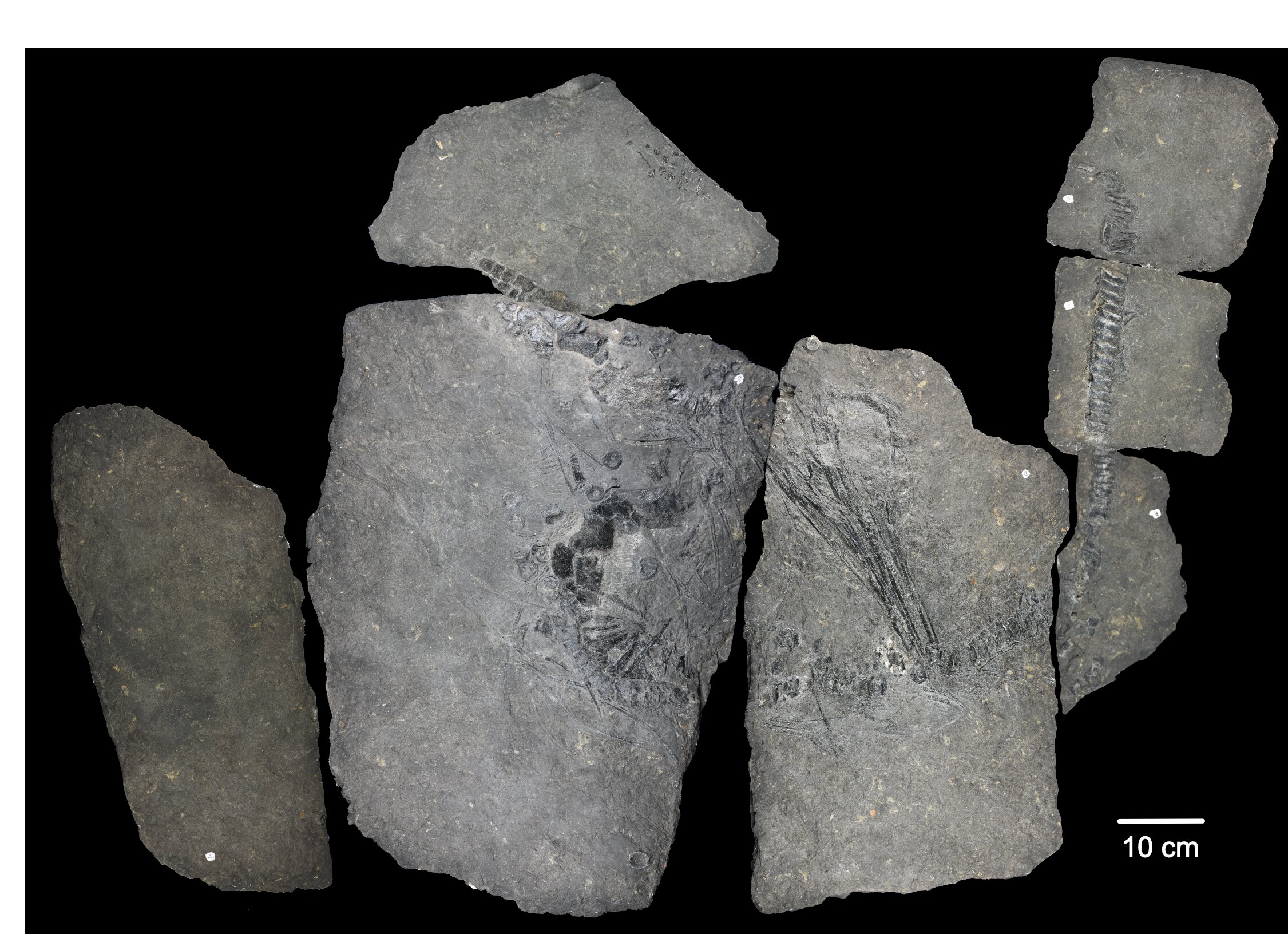 x���߷���ȷ��˹�߶�����Ⱥ���ĹŴ��������ж���������������Phalarodon atavus