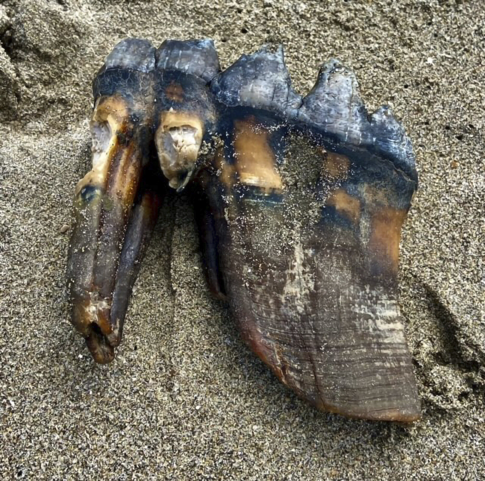 走在加州海滩上的美国女人发现了古老的乳齿象牙齿化石
