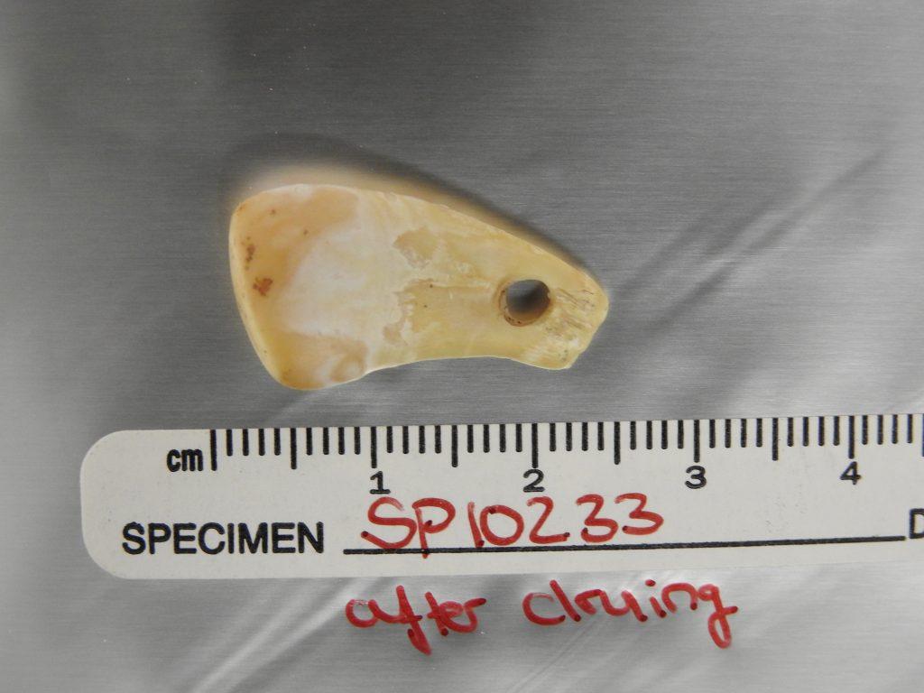 ��ʯ��ʱ������¹������Ʒ����ȡ���Ŵ������DNA ����������Լ������ǰ��Ů������