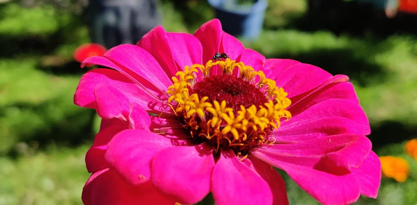新研究称世界上第一朵花是由昆虫授粉的