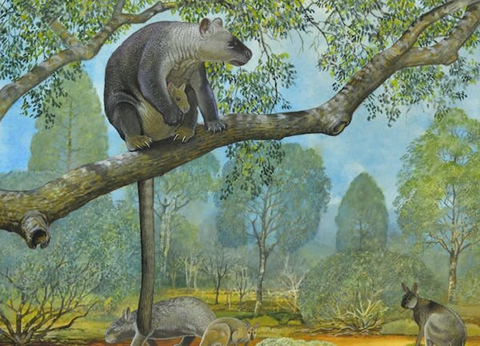 巨型树袋鼠曾经生活在澳大利亚各个意想不到的地方