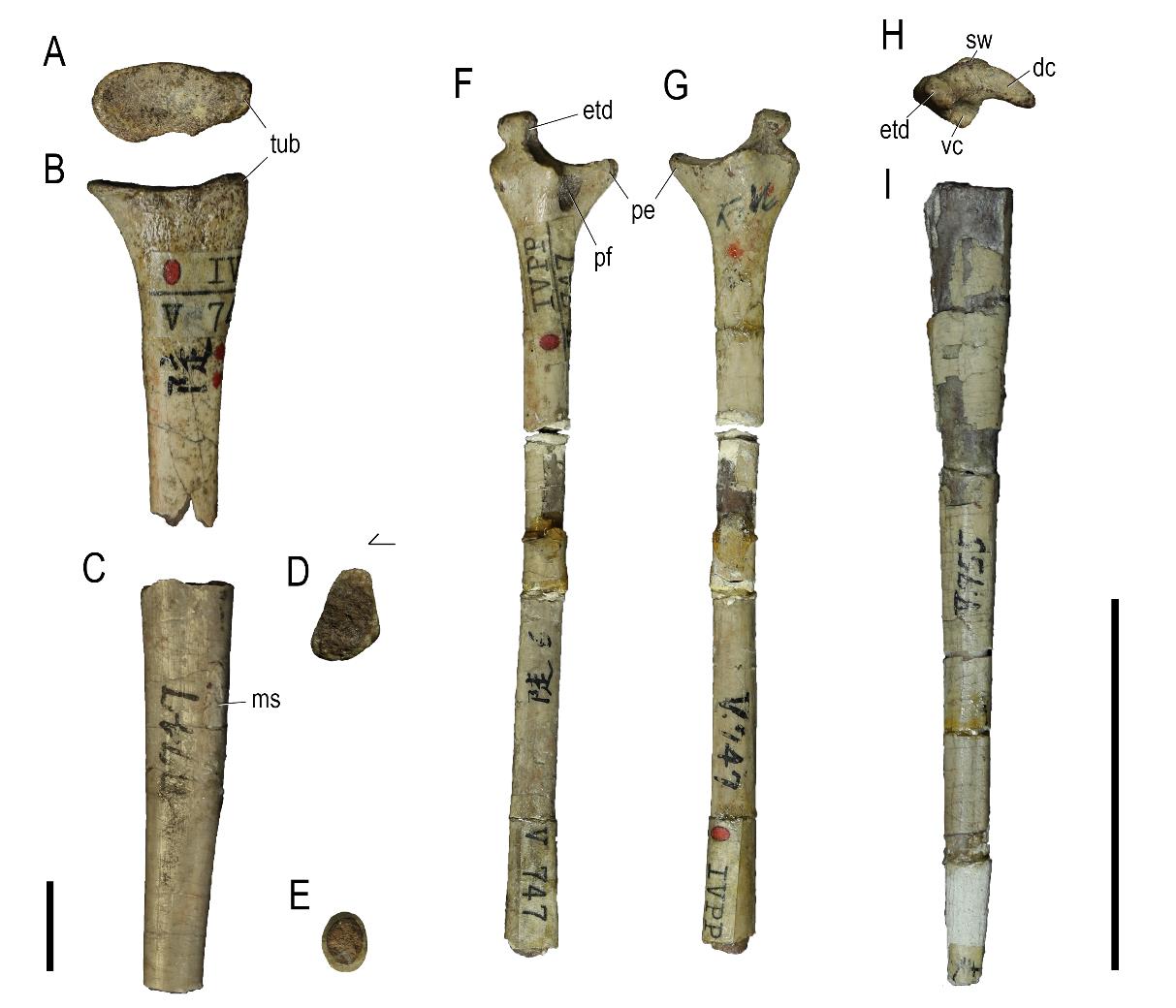 山东莱阳下白垩统青山群的中国最早发现的翼龙化石再研究