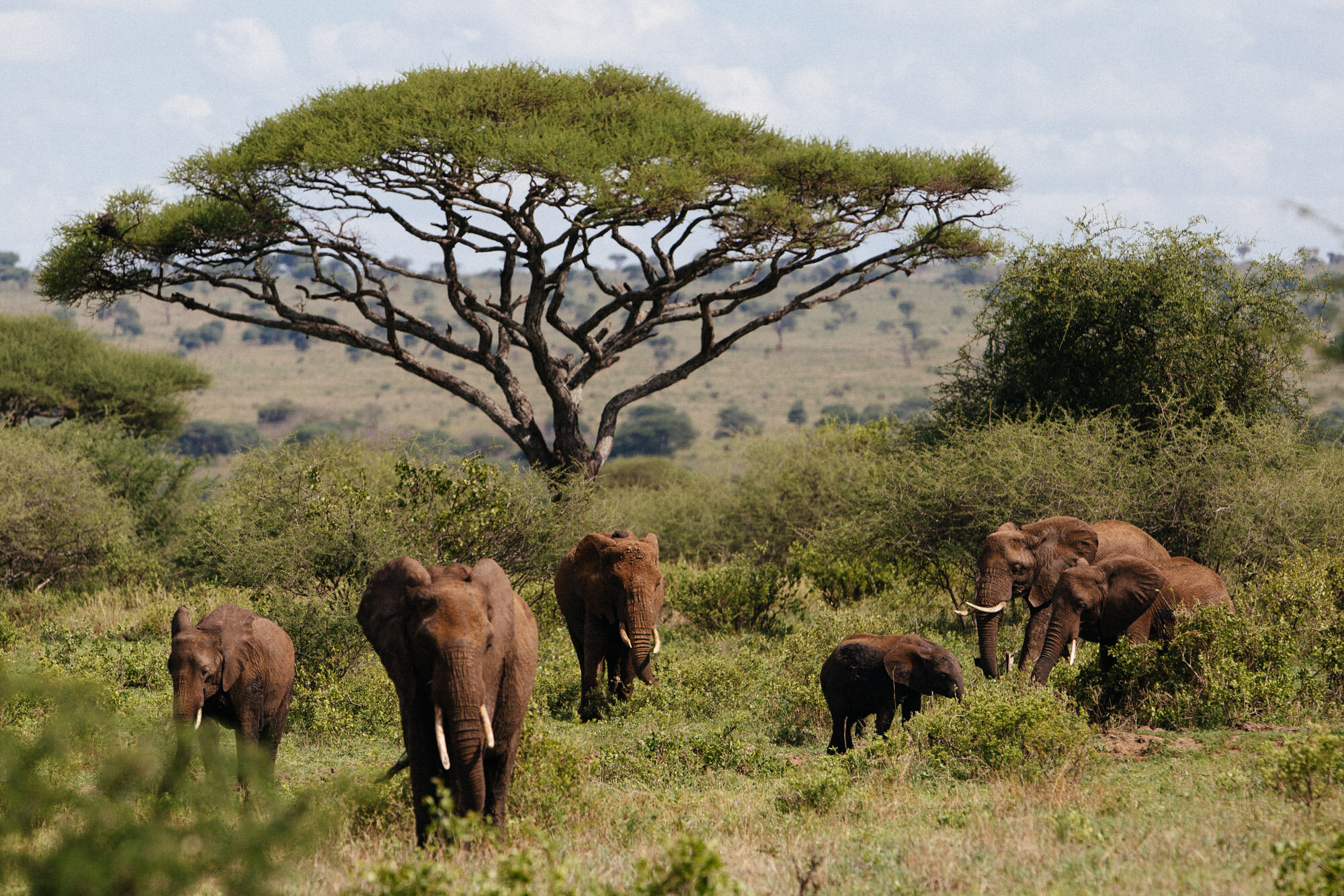 失落的巨人：新研究显示非洲巨型动物数量下降