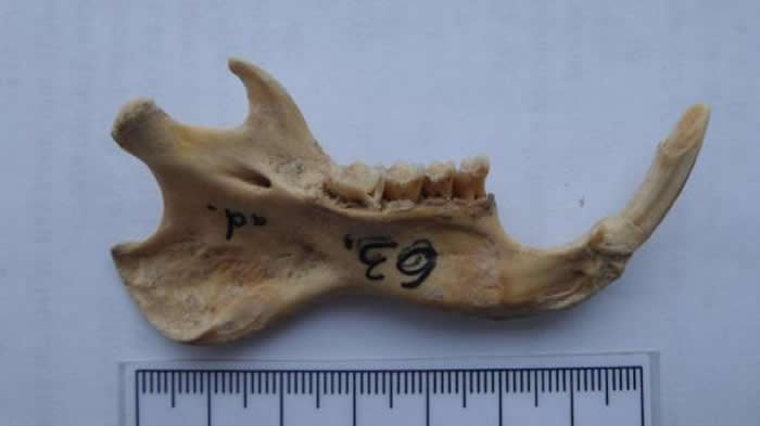 ��ʯ��ʱ�����������ǹ���������������������ö�����̬ϰ�Խ�������