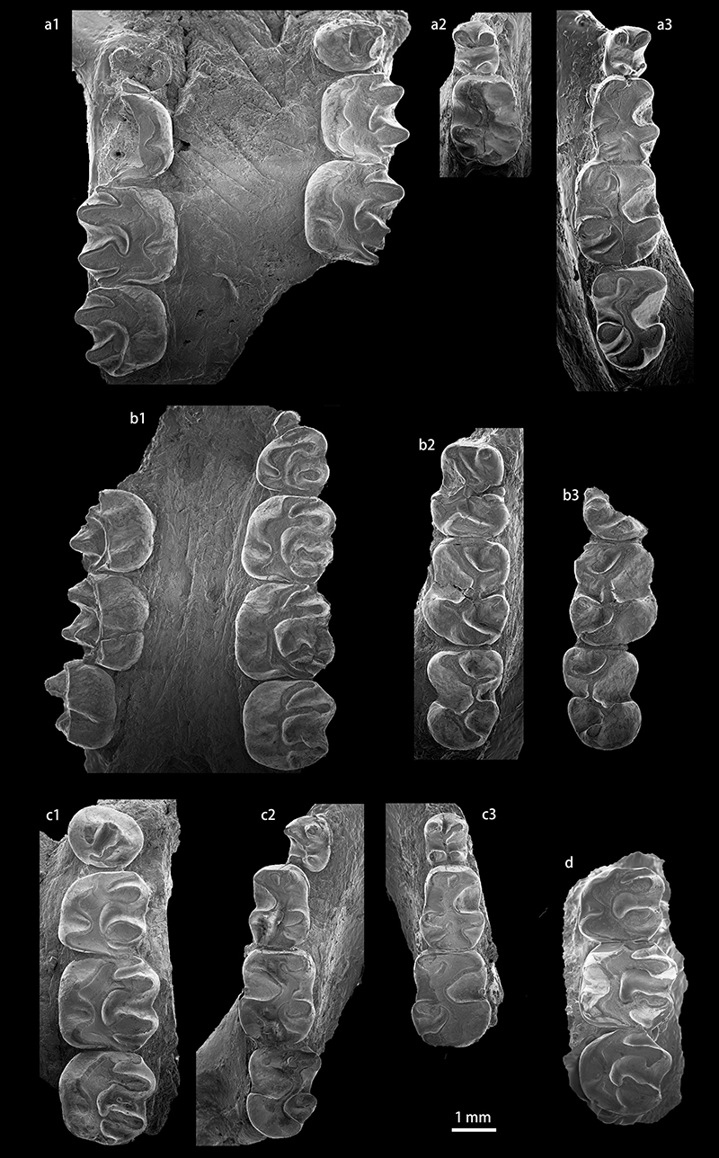 �������ԡ����罥����ȫ������������½�ɺ�������ֺ������Ե�Ӱ��