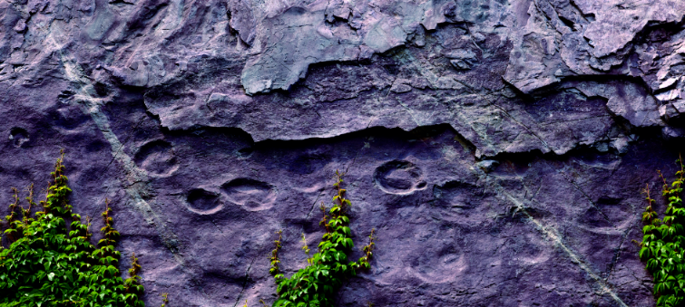 ����軯ľ�Ϳ����㼣��ʯ�������й�������ʯ��