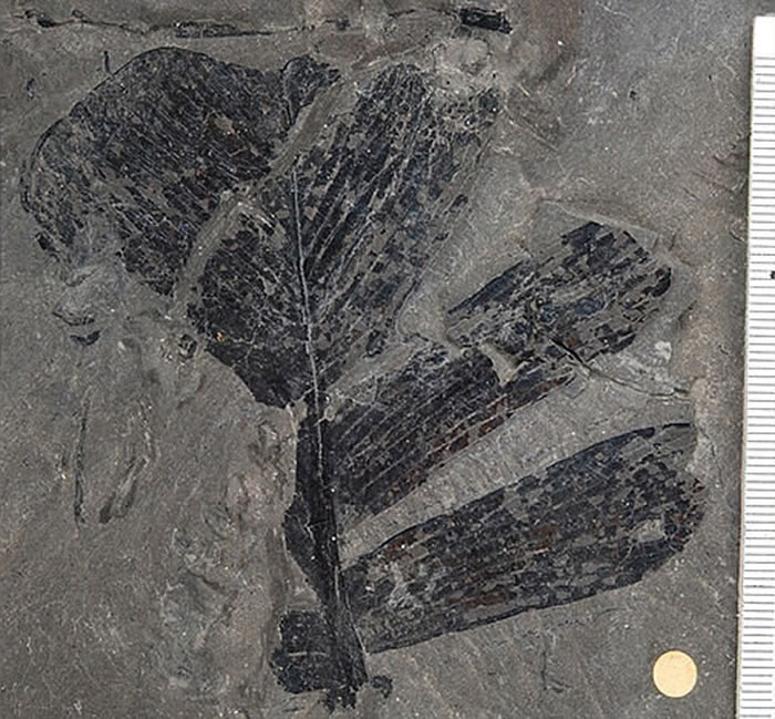 苏铁的起源和地理演化得到阐明