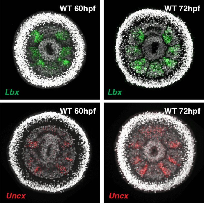 ��ѧ��չʾ��һЩ����������Ķ�������ν�����
