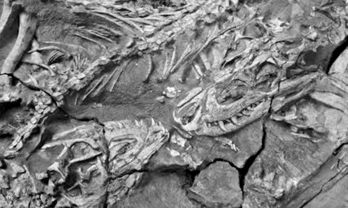 ������������ʯ�ٻ��й�������ʯ���ƺ�