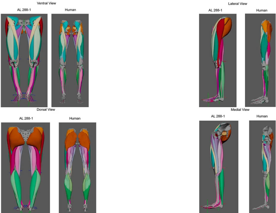 Ӣ�����Ŵ�ѧ��ѧ�������ַ�ʽ�ؽ�320����ǰ��¶������ʧ������֯ ��������ֱ������