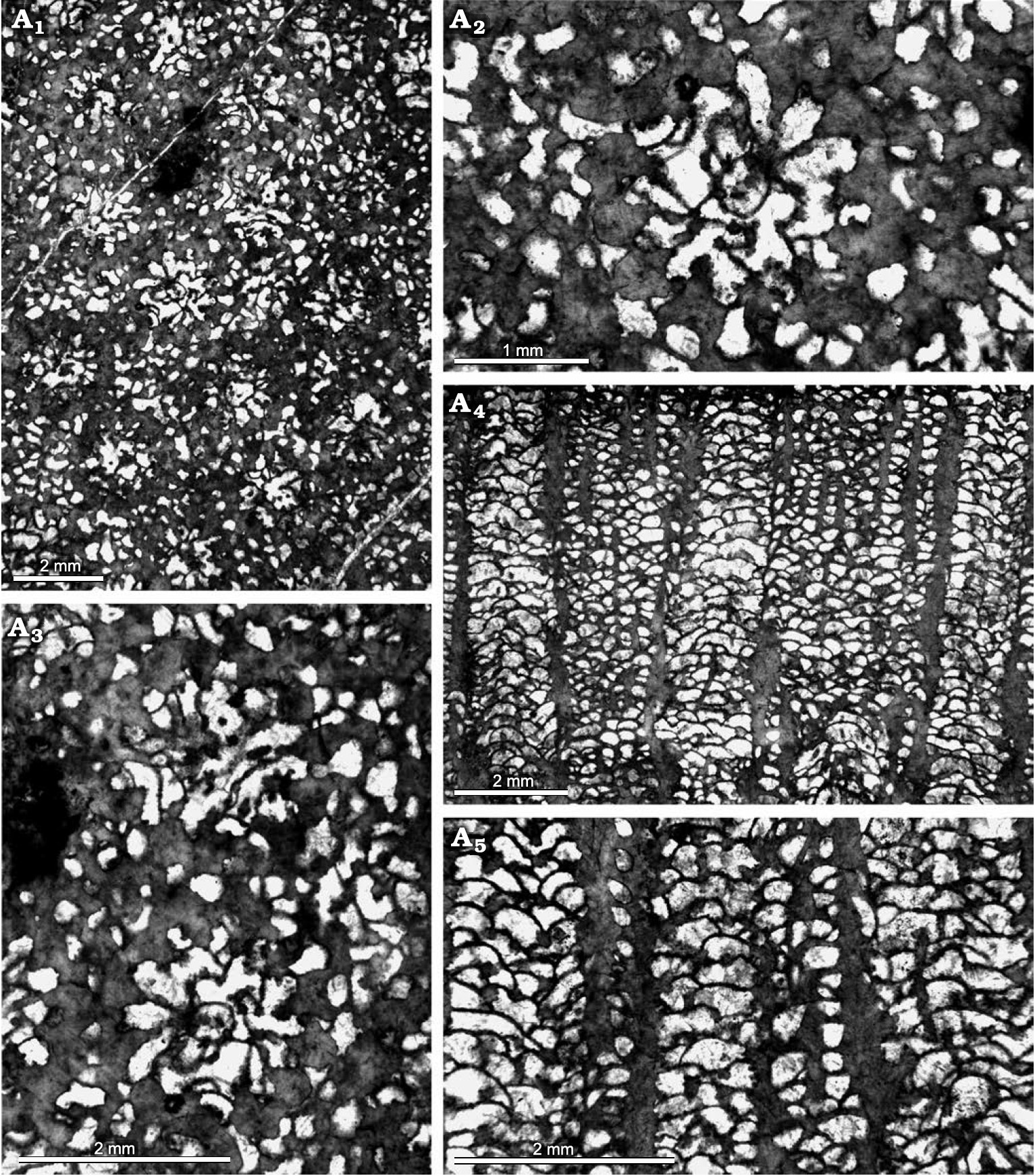 ������������ѧ����������ľ��������ɺ���о��½�չ