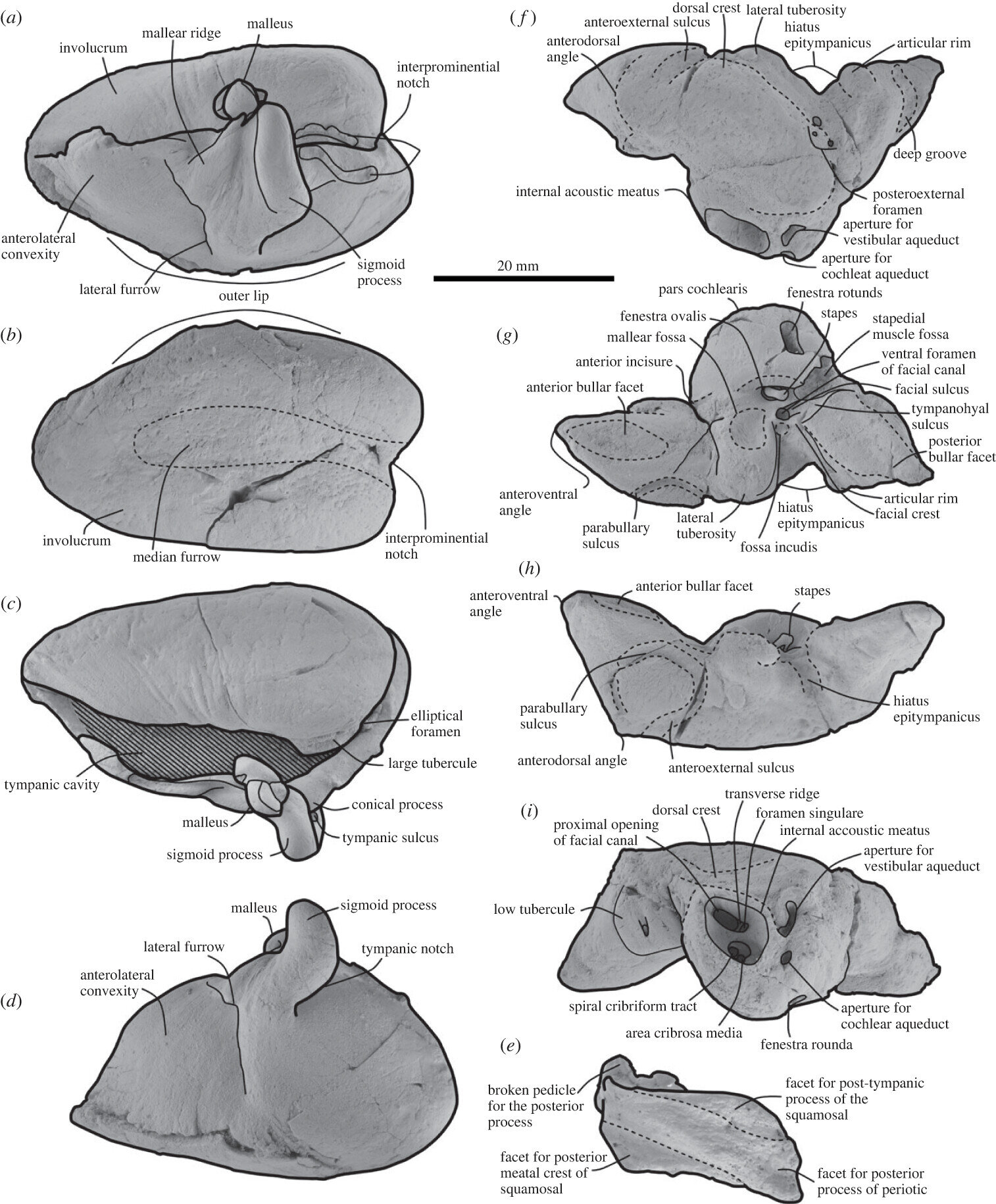 新西兰研究人员描述来自渐新世晚期长着象牙状牙齿的海豚新属种Nihohae matakoi