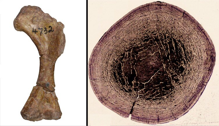 ��ʯ��ʾ٪�޼���С����������