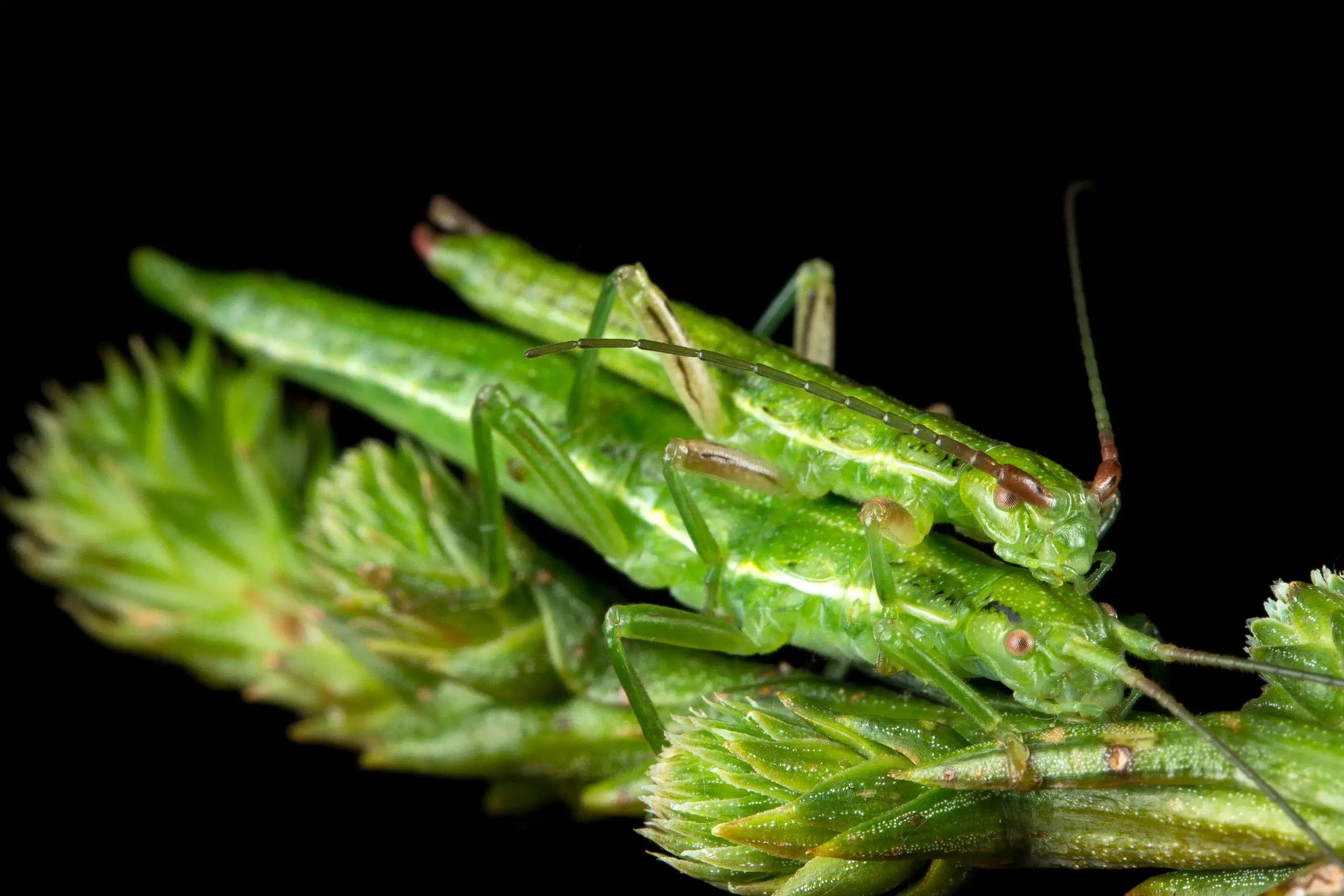 �����ġ�ȼ�ϡ������ϵ�Ⱦɫ�嵹�����������������