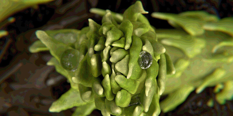 ��ʯ�о���ս�˳�������������Ȼ���з��ֵ�쳲����������ߵ�����