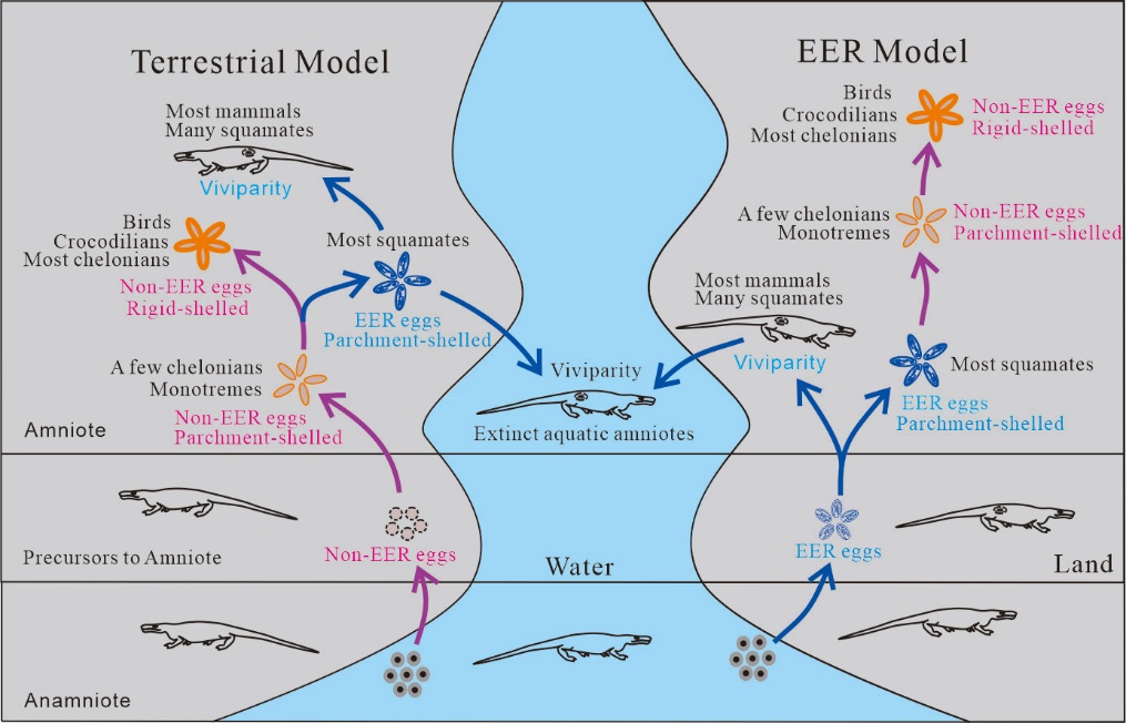 ��Ĥ����Դ�о�ȡ����Ҫ��չ