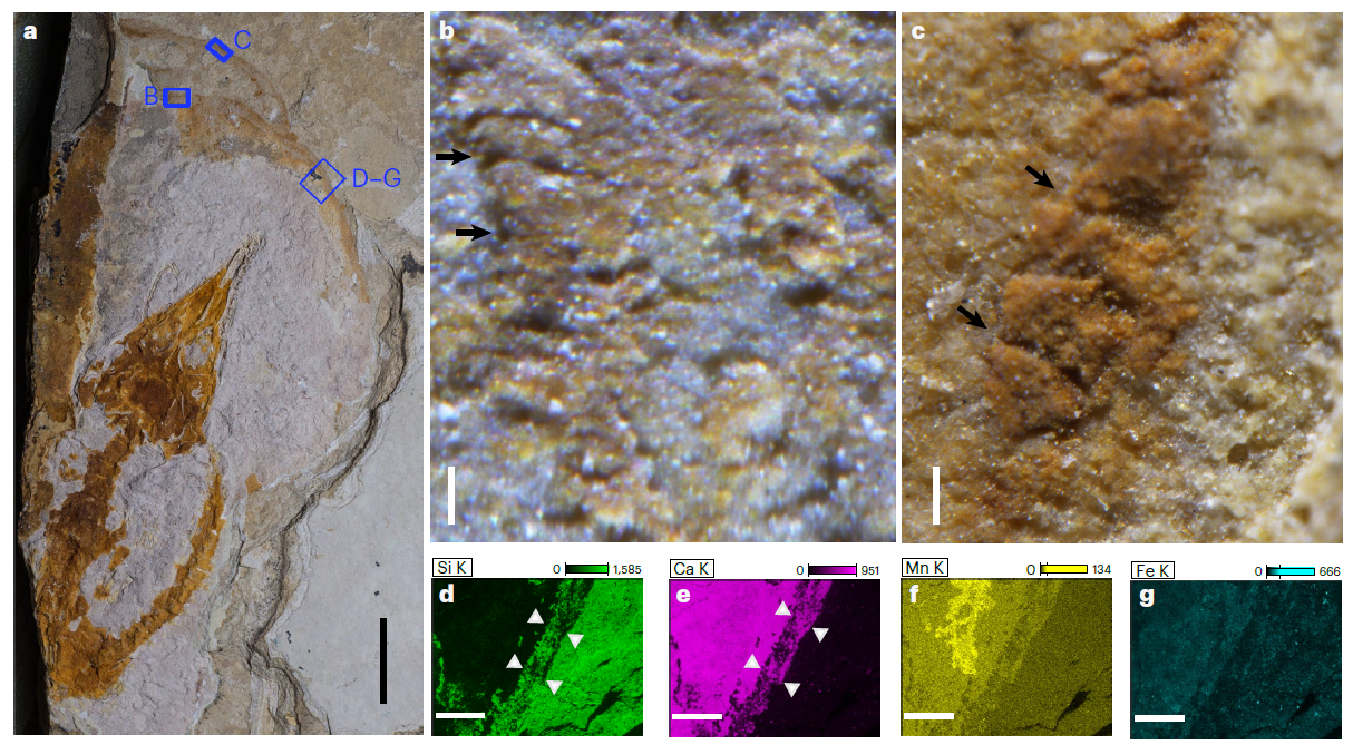 ��Ĥ����Դ�о�ȡ����Ҫ��չ