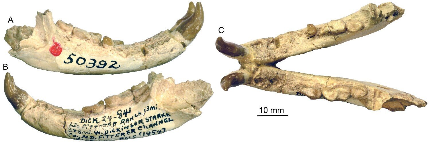 在美国北达科他州发现古老的类似熊的新属种,命名为Eoarctos vorax
