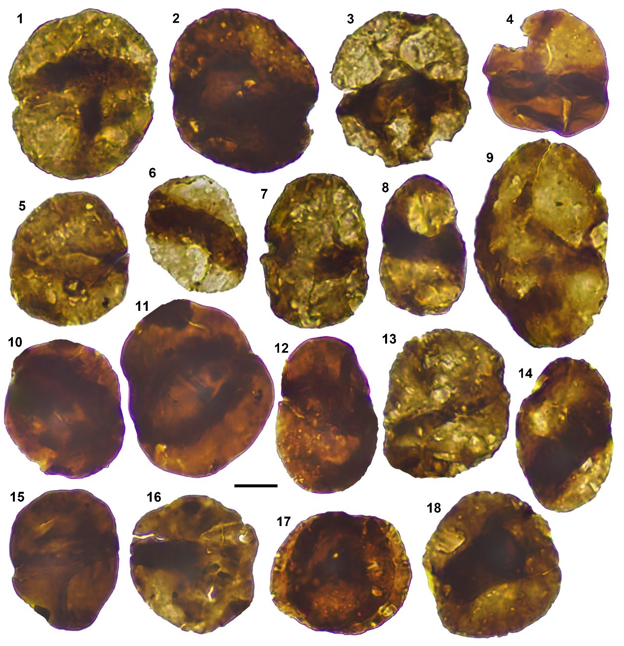 ½ľ־ά½ֲ΢廯ʯоչ