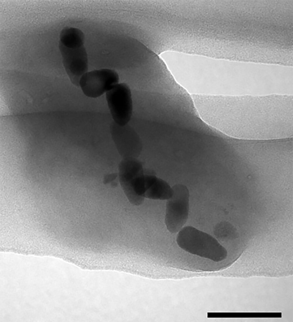 ����ϸ��Ϊϸ�������ڶ������ṩ������