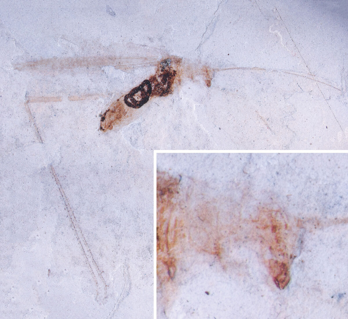 5000����ǰ���˹��ʯ��ʾ�˼��⡢�������������غ��