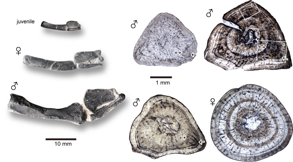 《当代生物学》杂志:对贵州龙的新研究首次揭示已灭绝脊椎动物的青春期发育