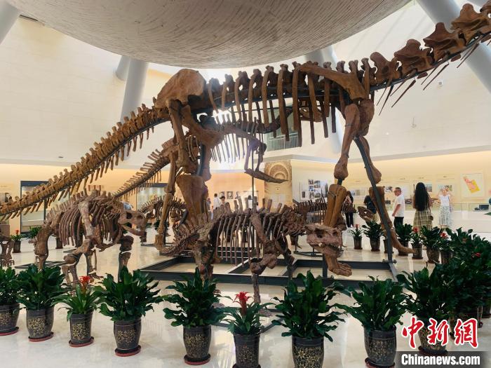 山西地质博物馆正式恢复对公众开放 看世界级锯齿龙类化石