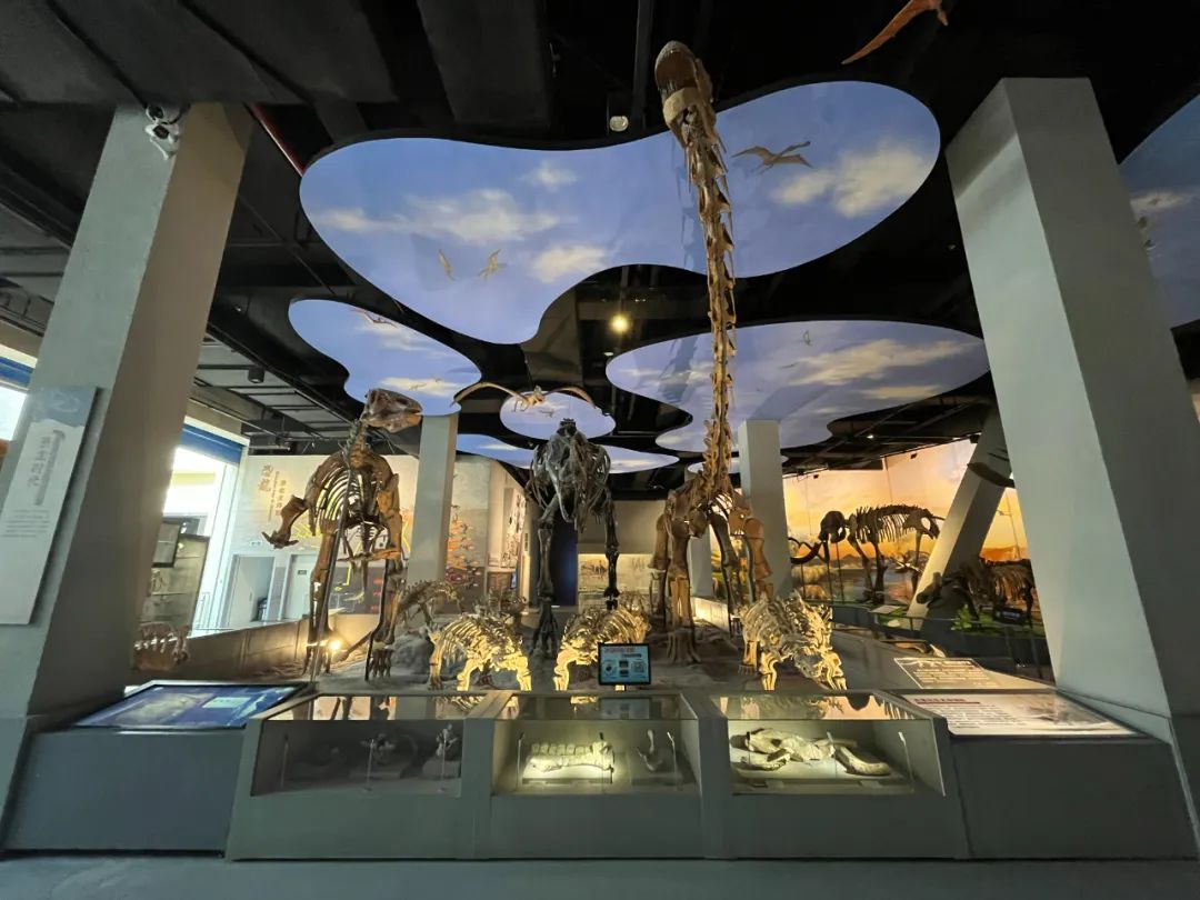 山西地质博物馆正式恢复对公众开放 世界级10件锯齿龙类化石首次矩阵式展出