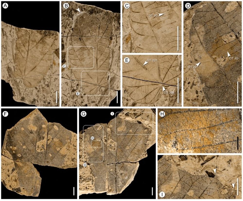 ���ϵ��ϵ�������ֲ��Ⱥ���ֽ����Ƴ���������ʯ