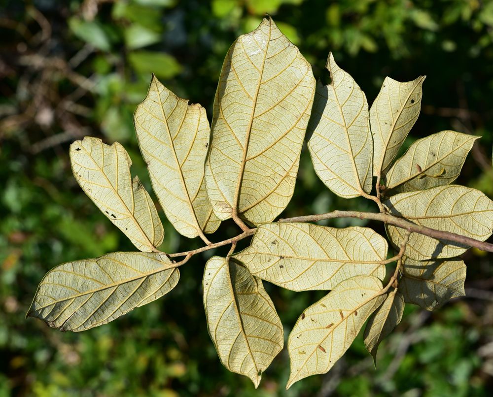 ���ϵ��ϵ�������ֲ��Ⱥ���ֽ����Ƴ���������ʯ