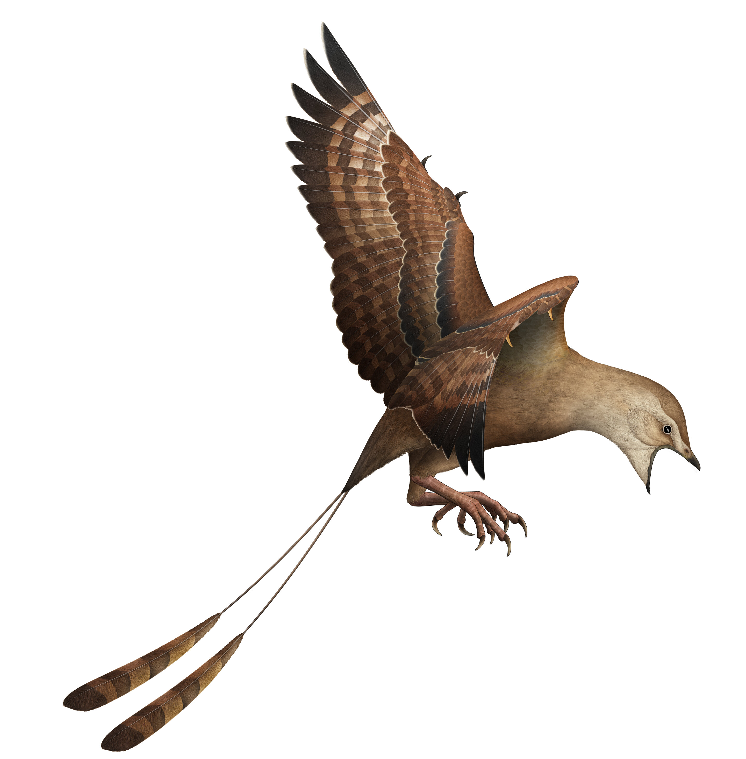 ��ʯ��ʾ�˹Ŵ����������Ƥ�����Խ���Ϊʲô�ִ������Ҵ��������������