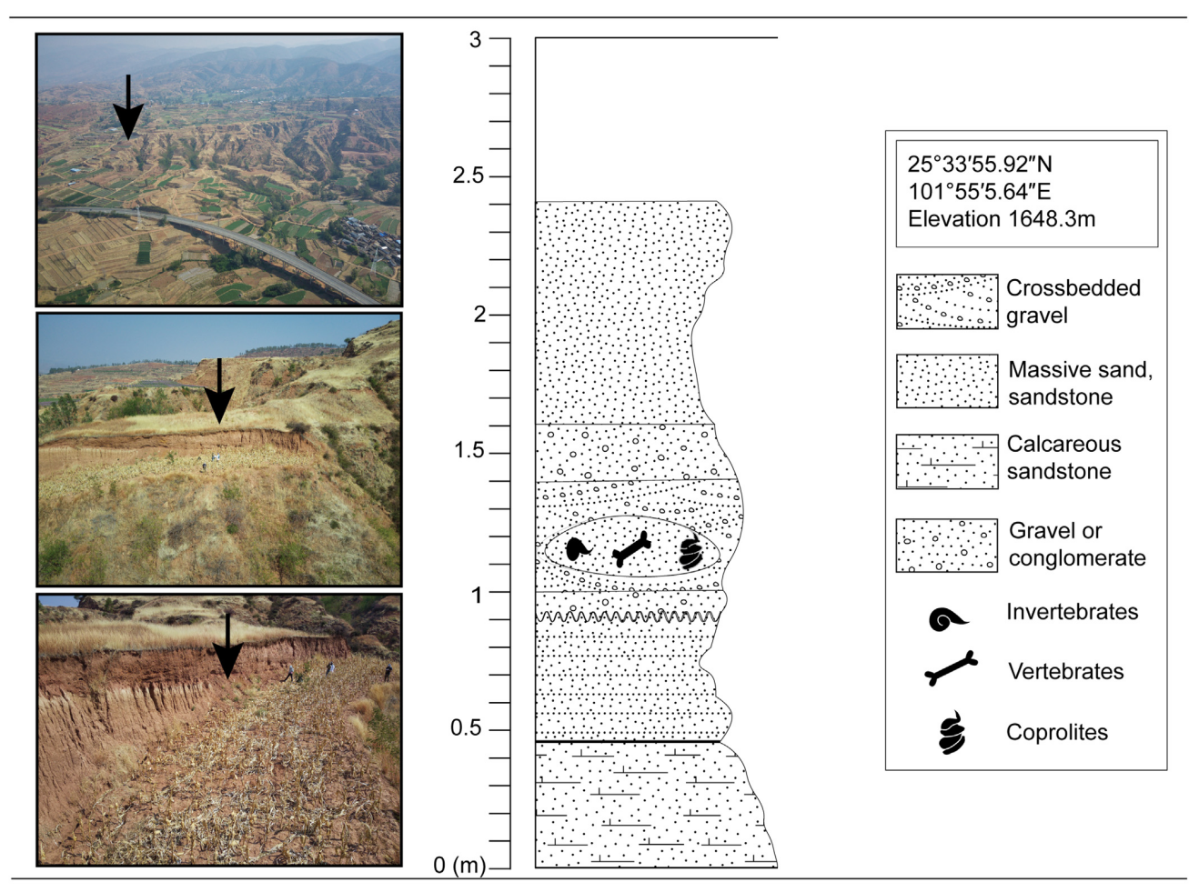 云南省楚雄彝族自治州元谋县苴那地区发现貂鼬新物种——张氏貂鼬