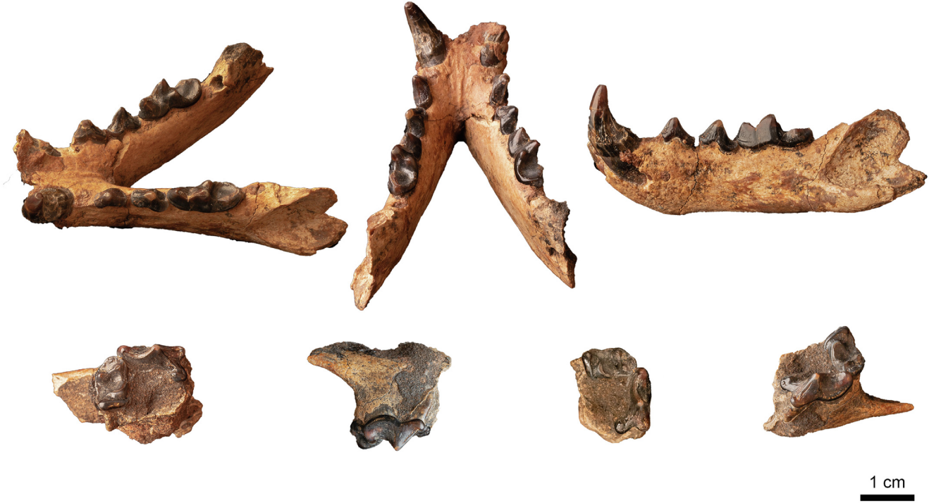 云南省楚雄彝族自治州元谋县苴那地区发现貂鼬新物种——张氏貂鼬