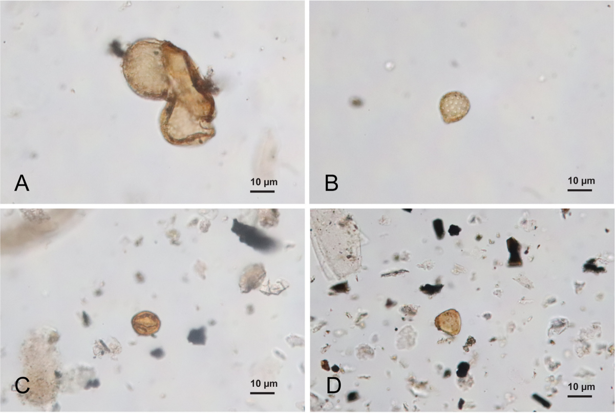 云南省楚雄彝族自治州元谋县苴那地区发现貂鼬新物种——张氏貂鼬