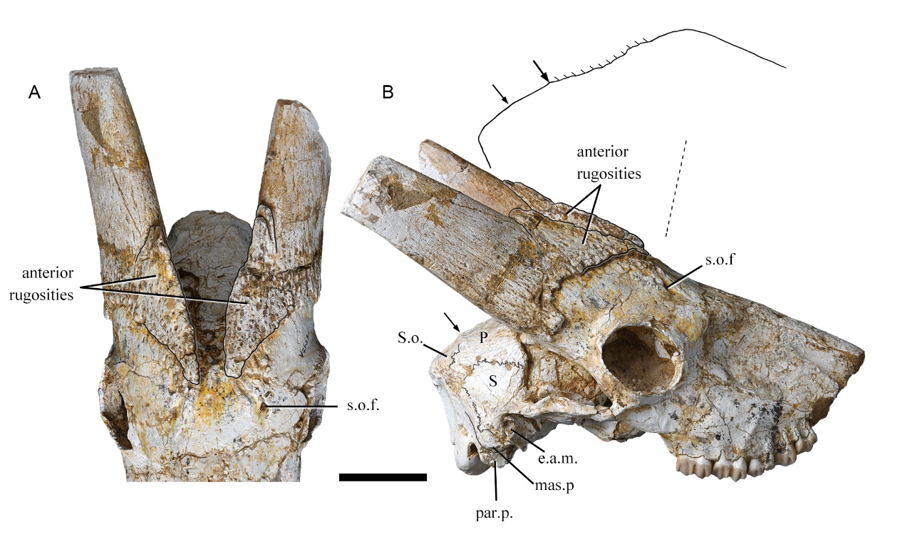�й������ţ�嶯������о�