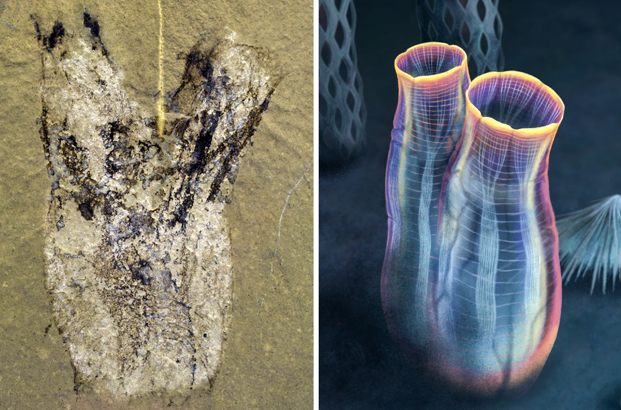 《自然—通讯》:5亿年前化石可能推迟脊椎动物起源时间