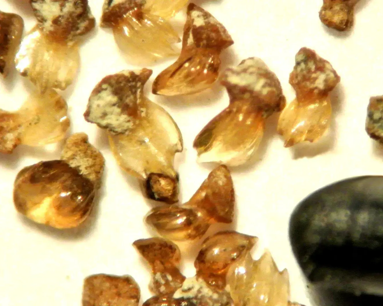 ����ʷ����ѧ�������о������޳����ƶ�����