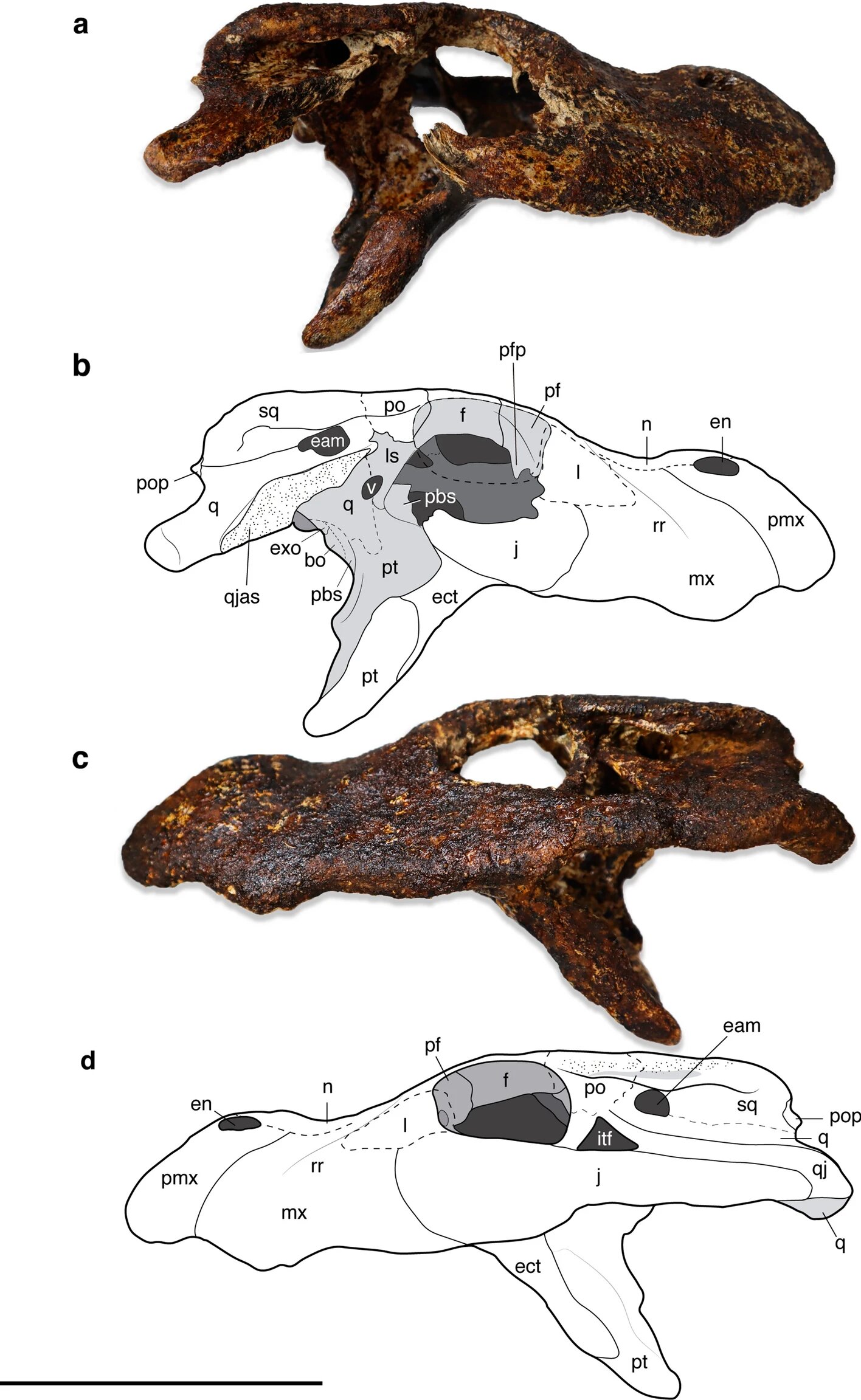 泰国新发现一种古代短吻鳄Alligator munensis 与中国扬子鳄关系密切