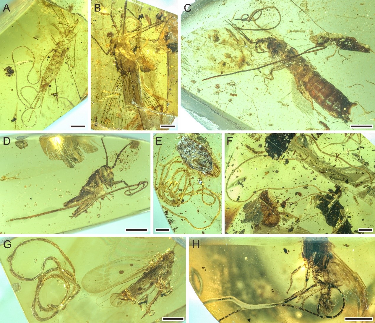 ����걾��ʾ���߳������Ϊ���ݻ�