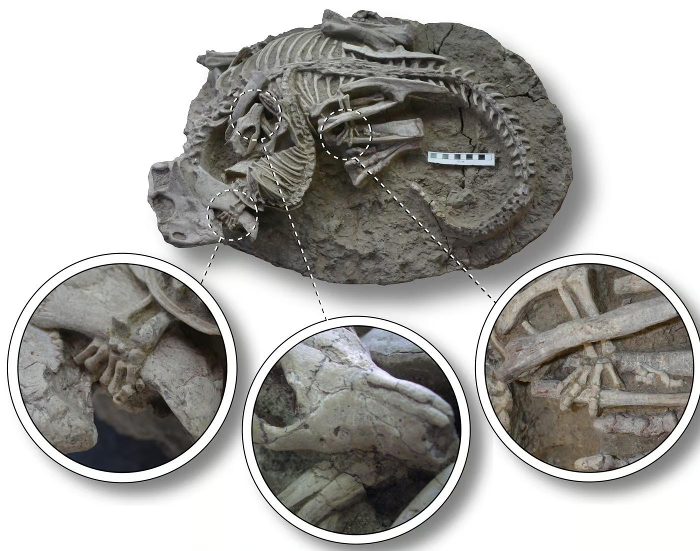 �й����ֲ��鶯�﹥�������ĺ�����ʯ֤��