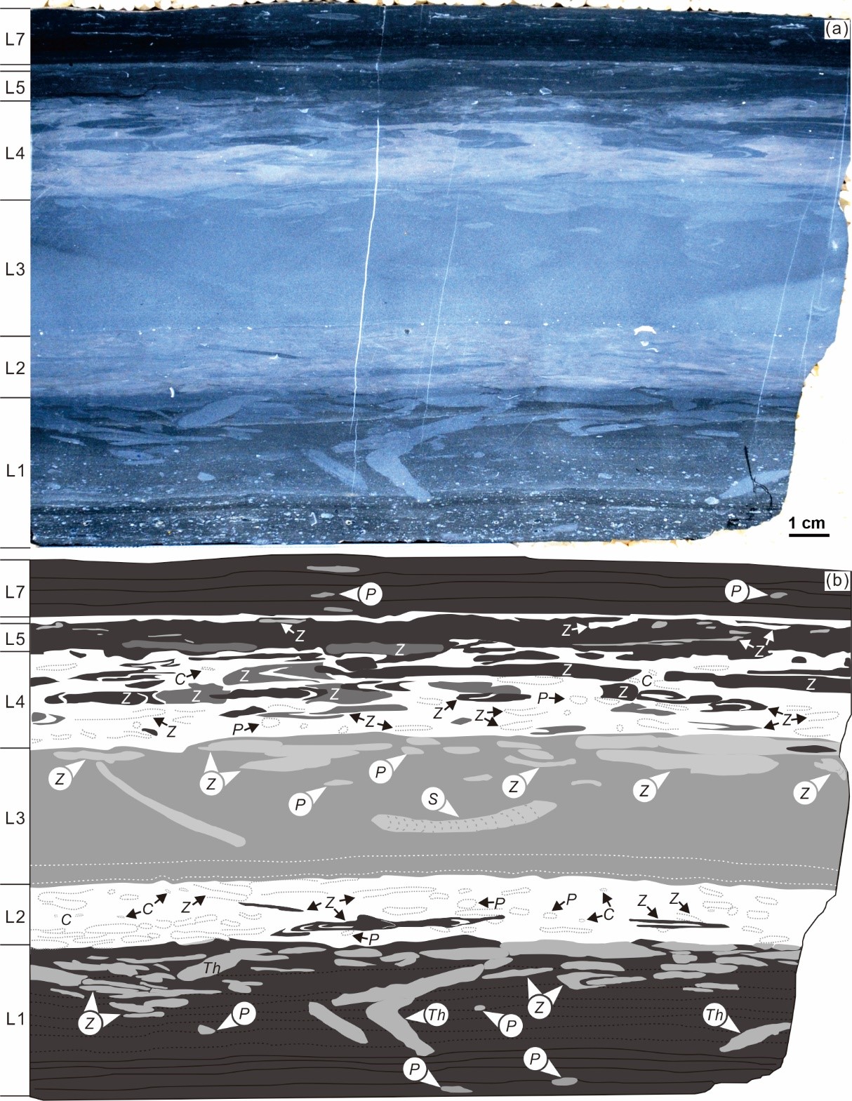 《地质学杂志》:遗迹群落指示浊流引发的海底氧化事件及其动态过程