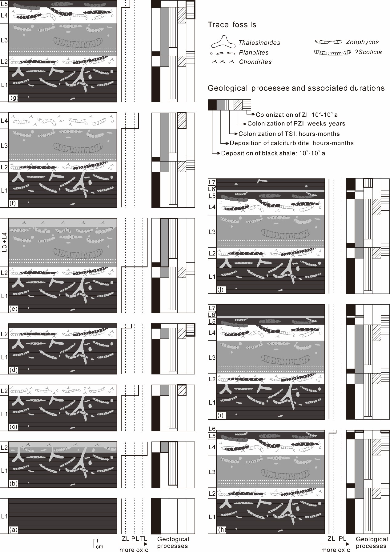 《地质学杂志》:遗迹群落指示浊流引发的海底氧化事件及其动态过程