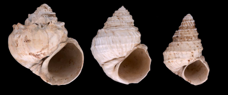 ����ʡ½���ص��ļͺ�������е����嶯��Ⱥ�з���ȫ�µ������ϻ�ʯ����