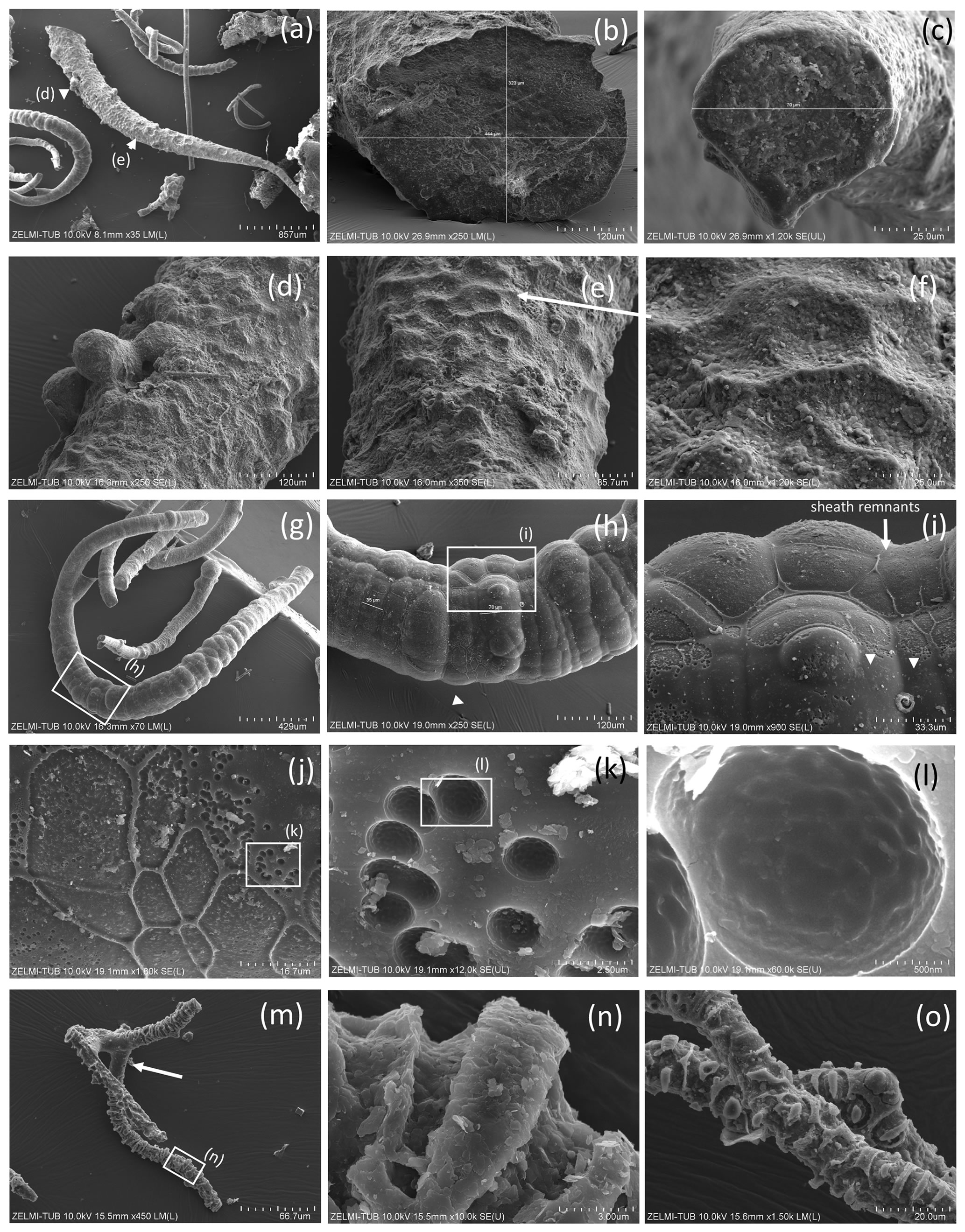 乌克兰发现迄今已知地球上最古老的立体保存的微生物化石 距今15亿年