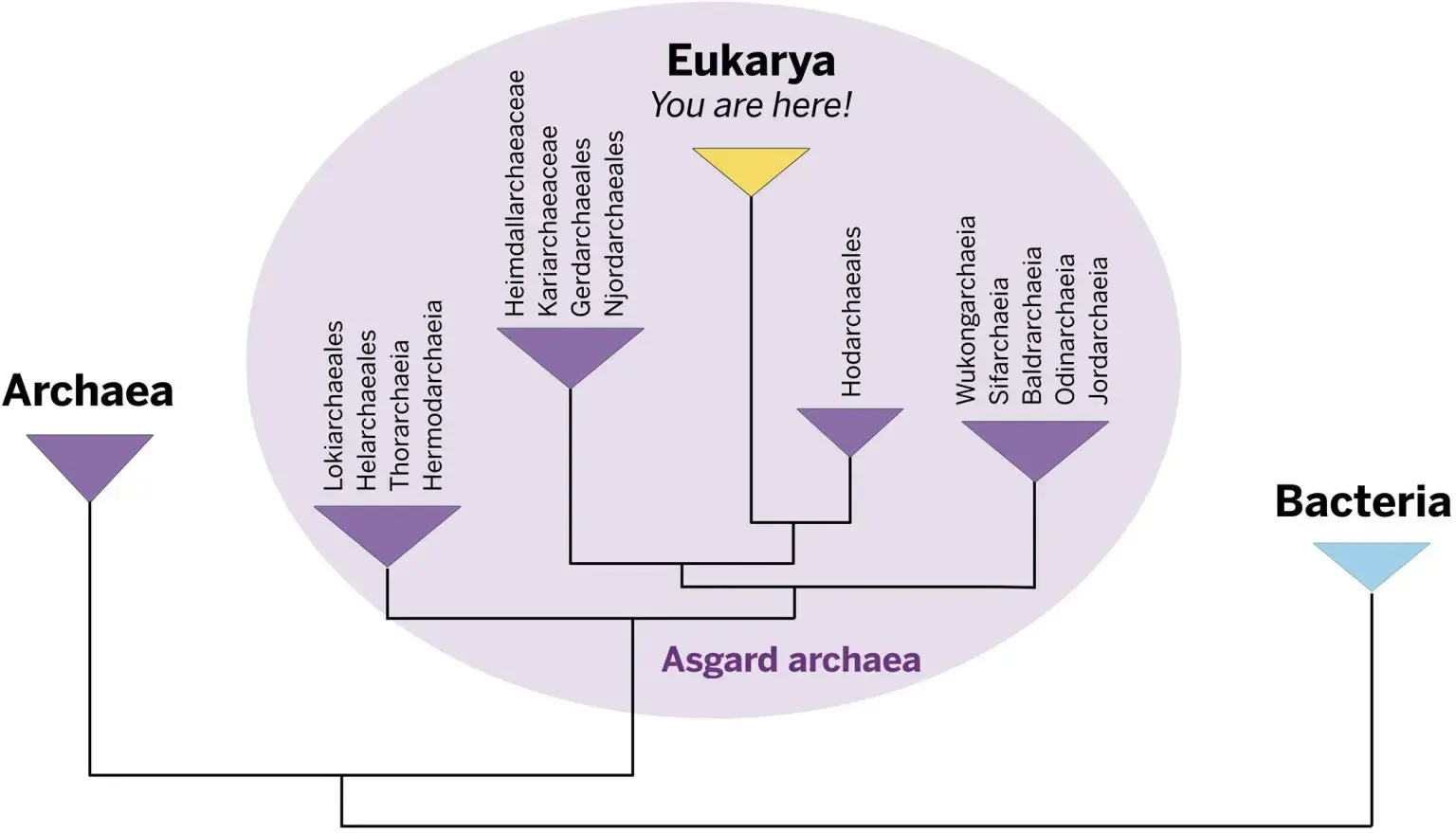 �о���������������Դ����׷�ݵ�һ����ͬ�İ�˹�ӵ¹ž�����