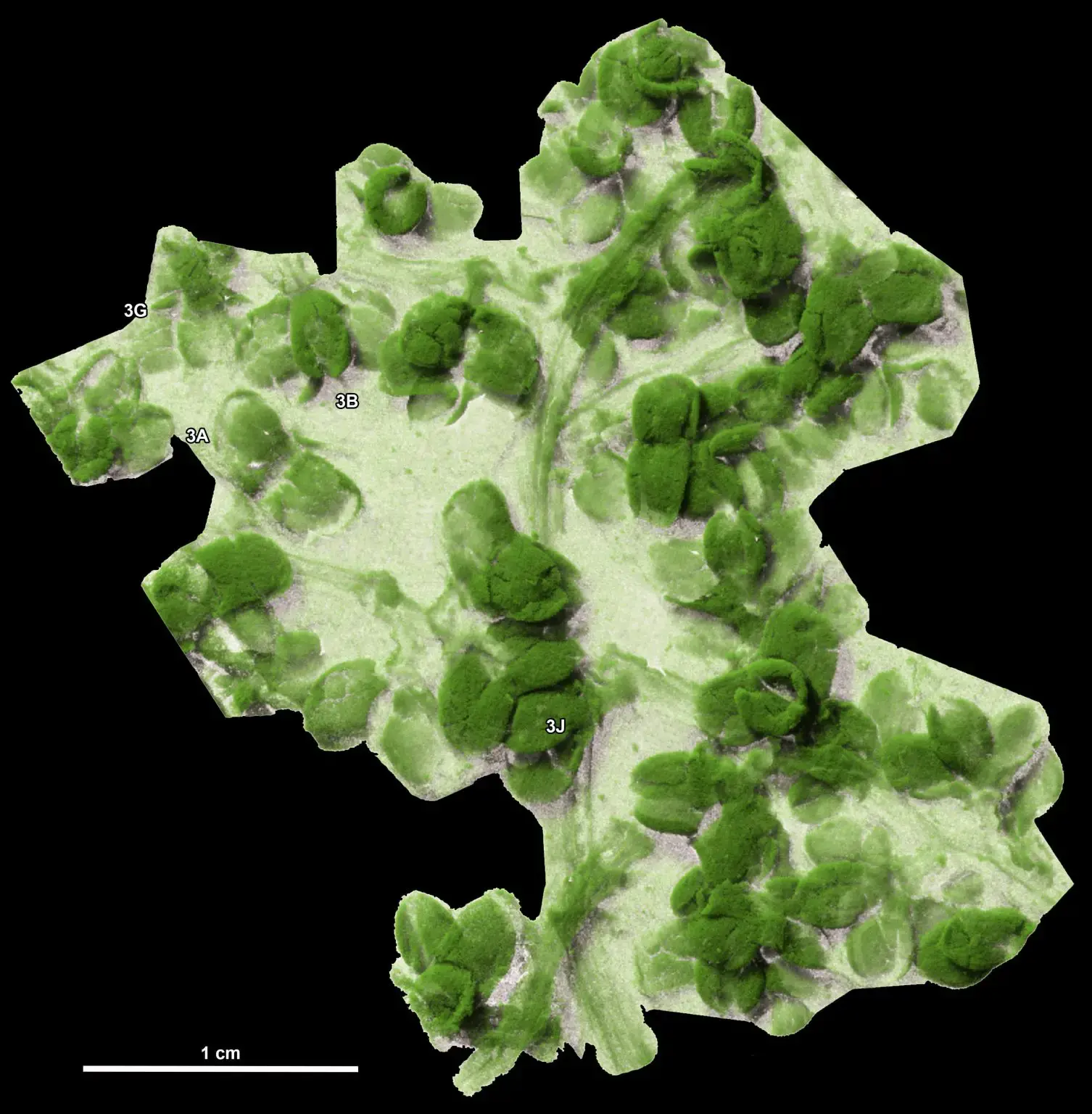 植物化石揭示了其几百万年前从南美洲到亚洲的
